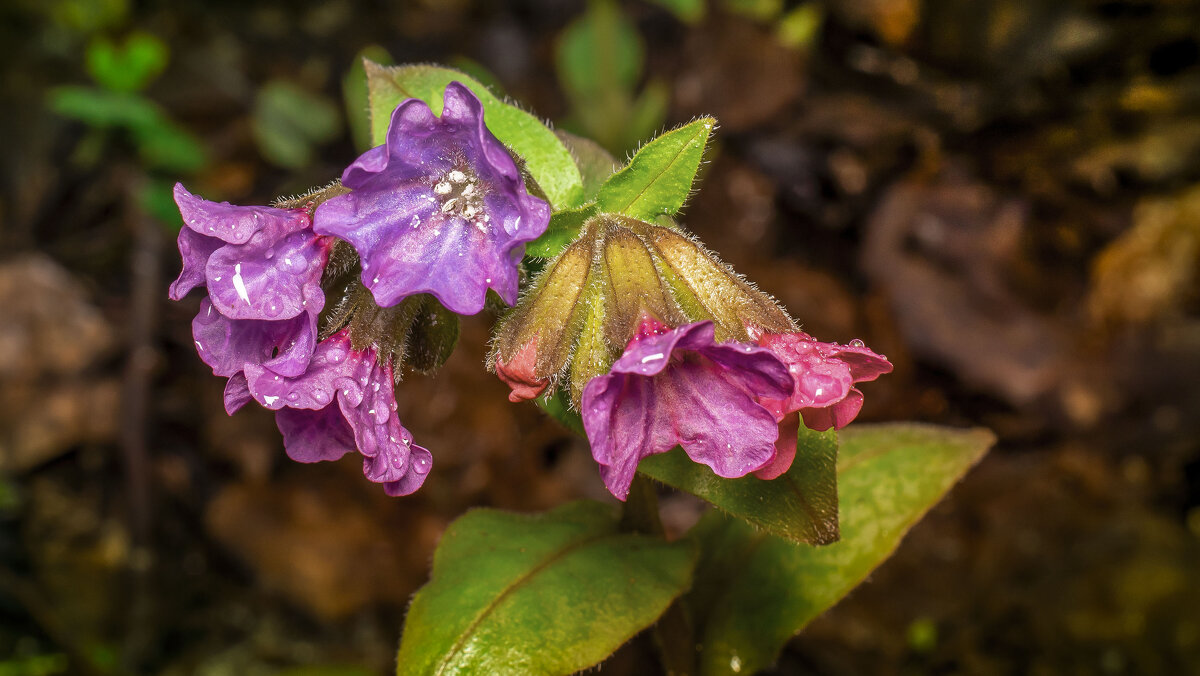Медуница. - Людмила 
