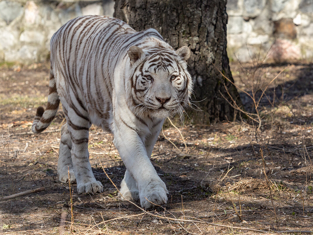 Бенгальский тигр - Владимир Габов Бенгальский тигр - Владимир Габов
