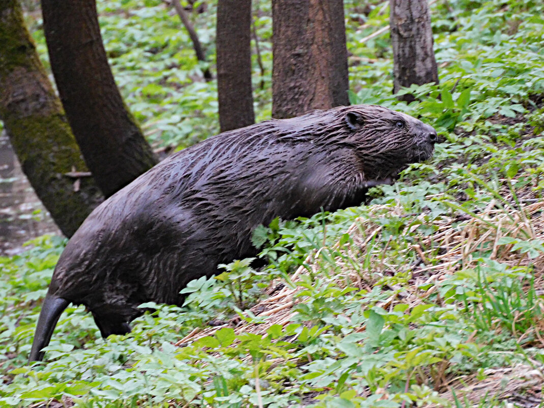 Бобр. - Лина 