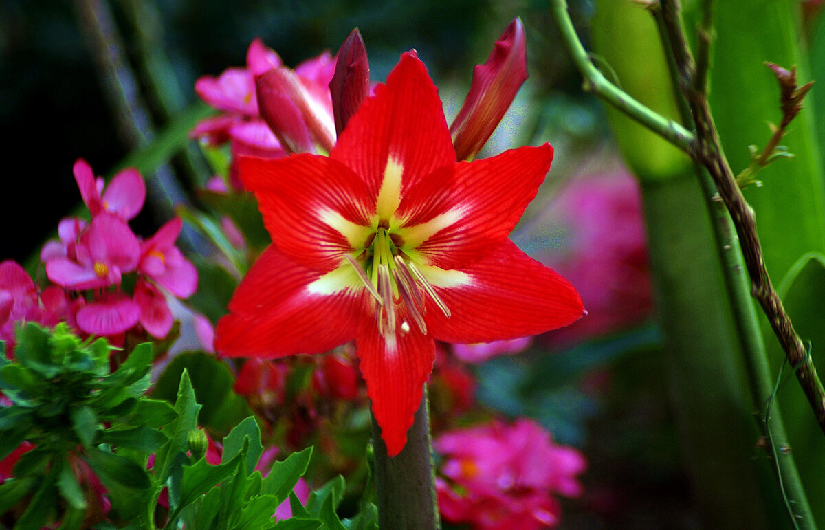 Танина клумба - Александр Корчемный Танина клумба - Александр Корчемный
