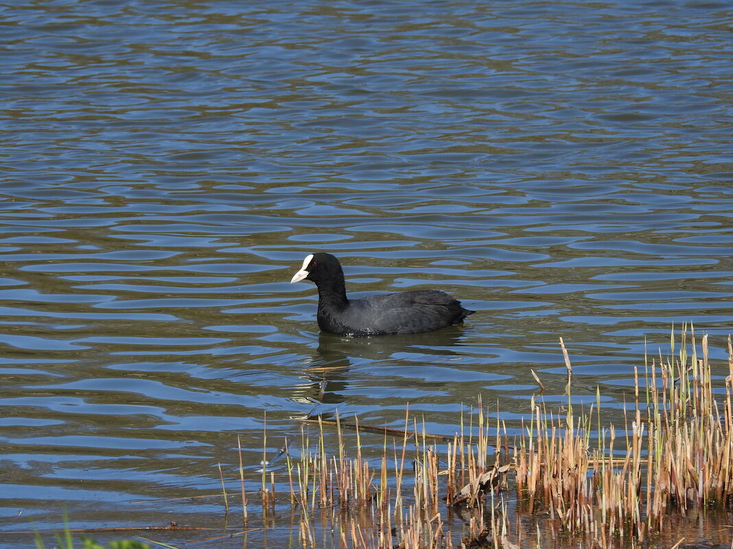 **** - ИННА ПОРОХОВА