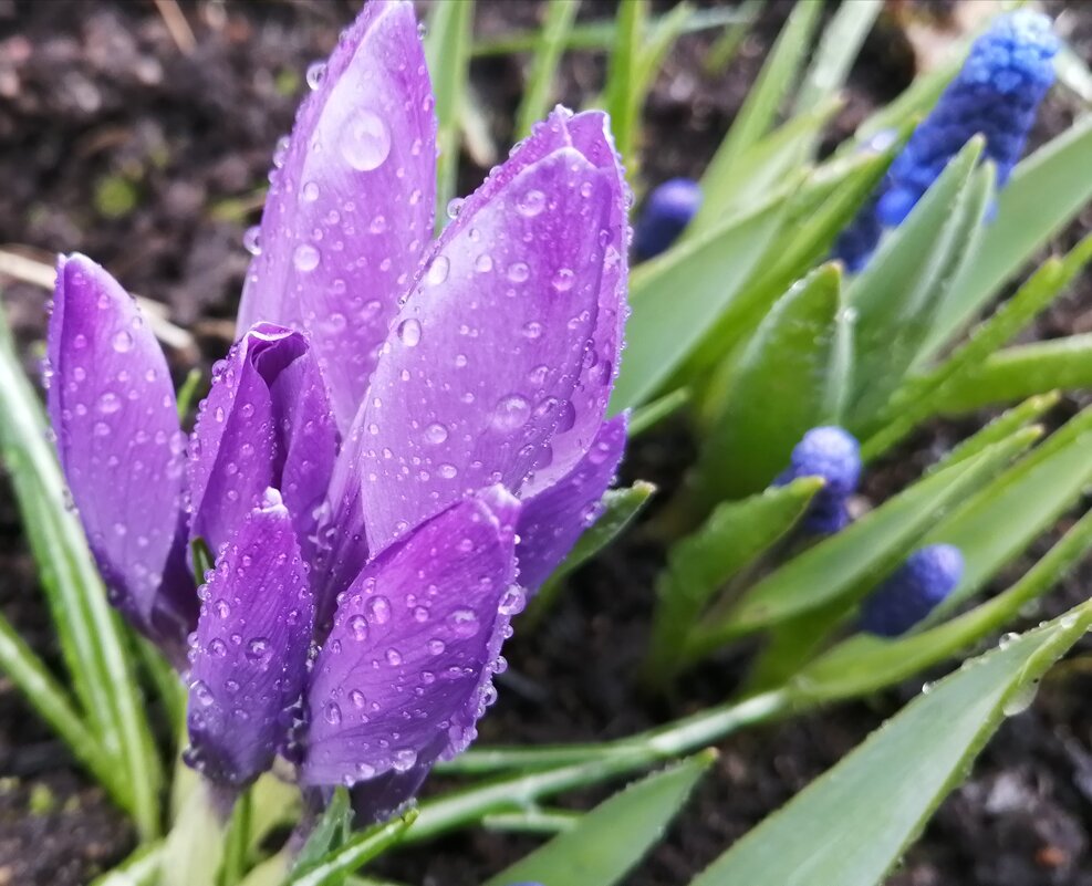 Дождик - Митя Дмитрий Митя