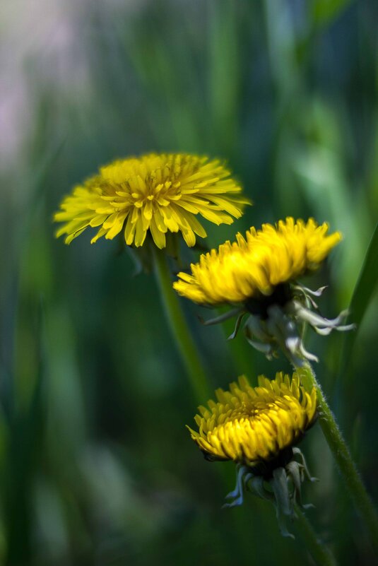 Троица - Николай С