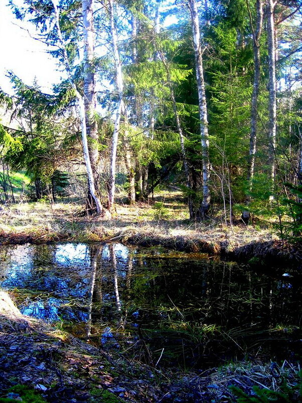 Весной в лесу - Людмила Смородинская