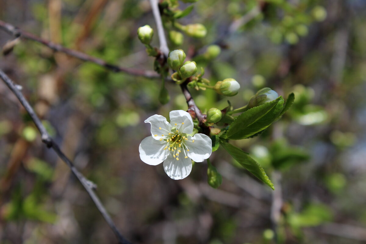 ...Чтоб по весне расцвести.... - Нина Сироткина ...Чтоб по весне расцвести.... - Нина Сироткина