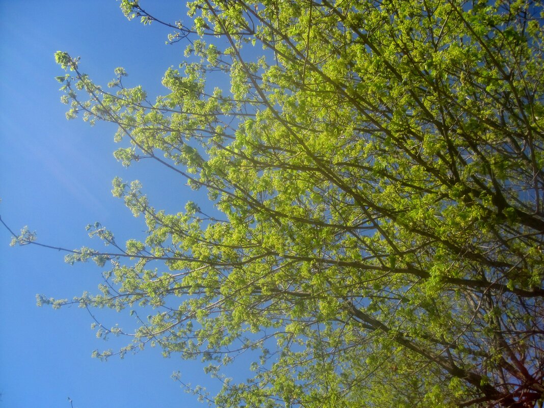 Майское небо - Елена Семигина