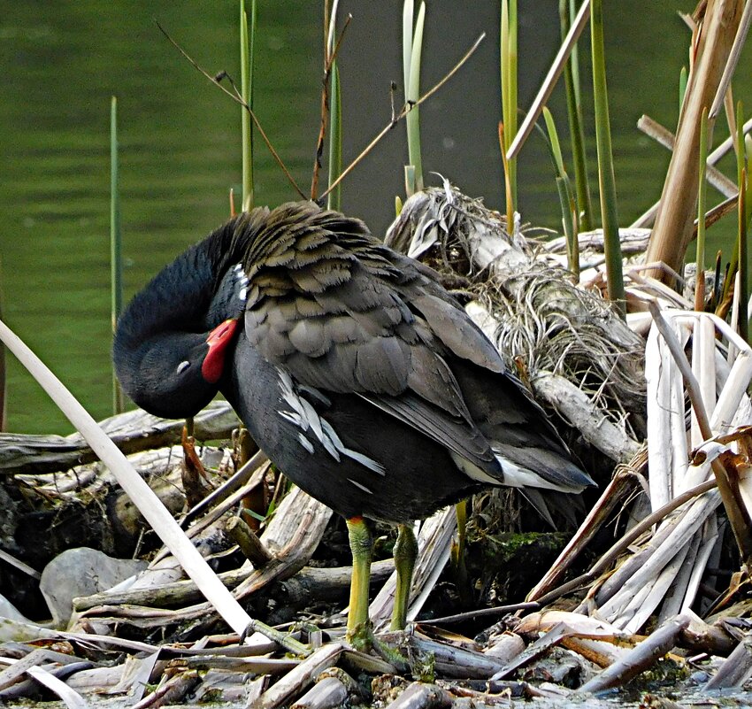 Камышница. - Лина 