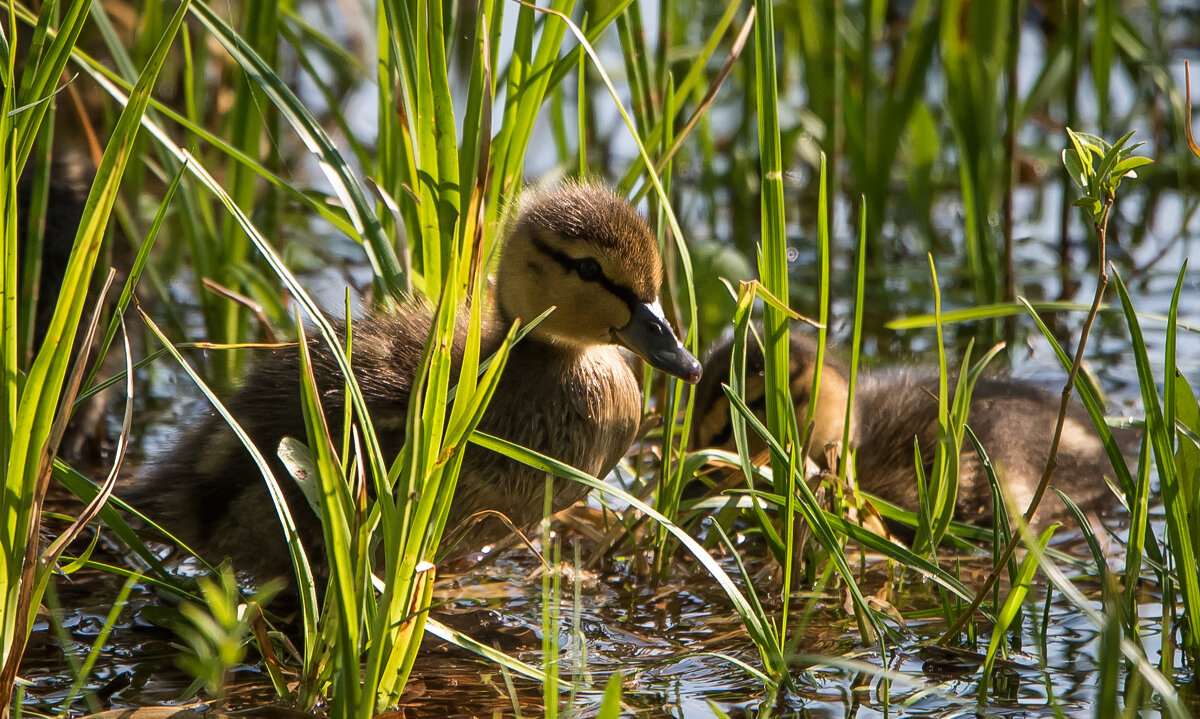 Малыши. - Владимир Безбородов