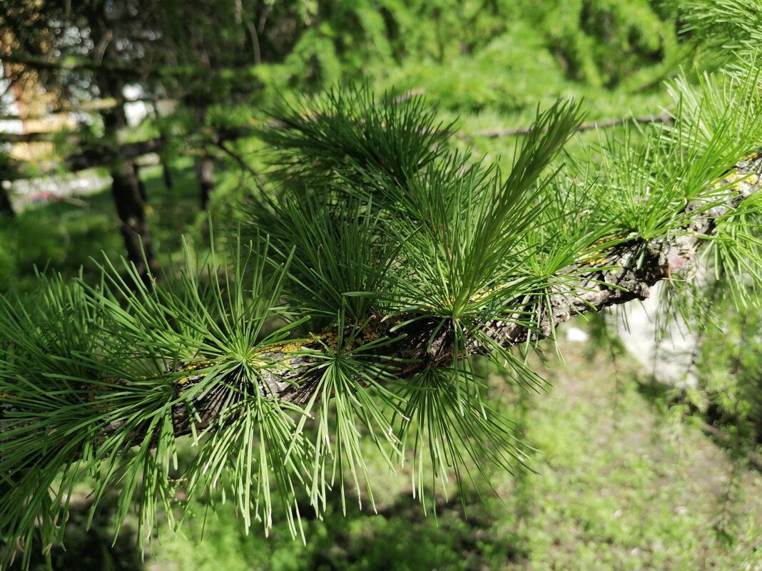 ... - Сергей Тимоновский ... - Сергей Тимоновский