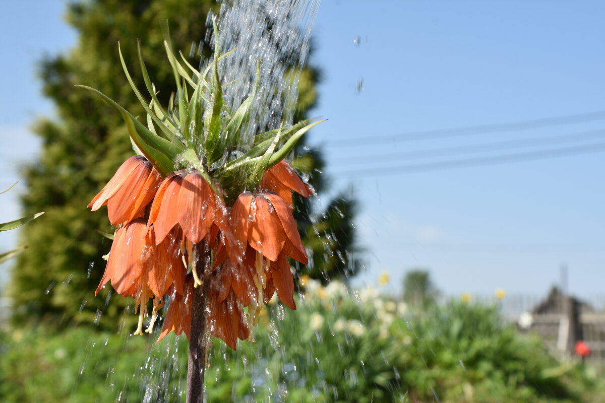 освежающий душ - vg154 
