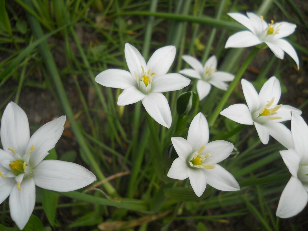 Майские звёздочки - Галина Квасникова Майские звёздочки - Галина Квасникова