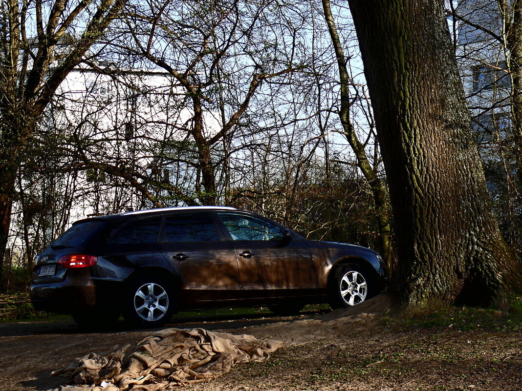 Весенние зарисовки 75 - Алексей Кузнецов