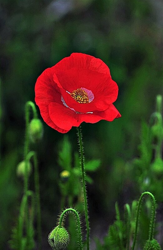 Маки - Валерий Перевозчиков