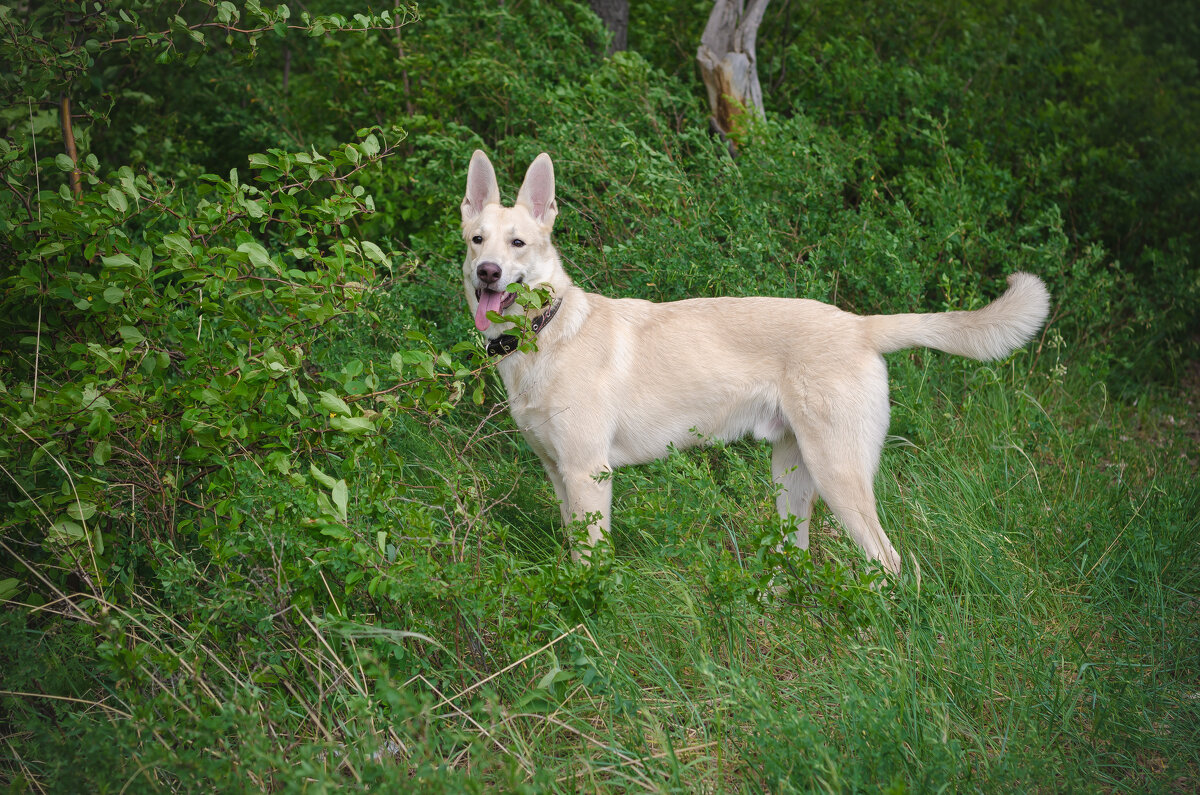 ... - Олег Архипов