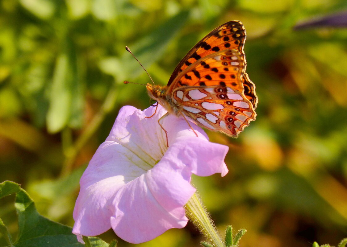 опять про бабочек 6 - Александр Прокудин опять про бабочек 6 - Александр Прокудин