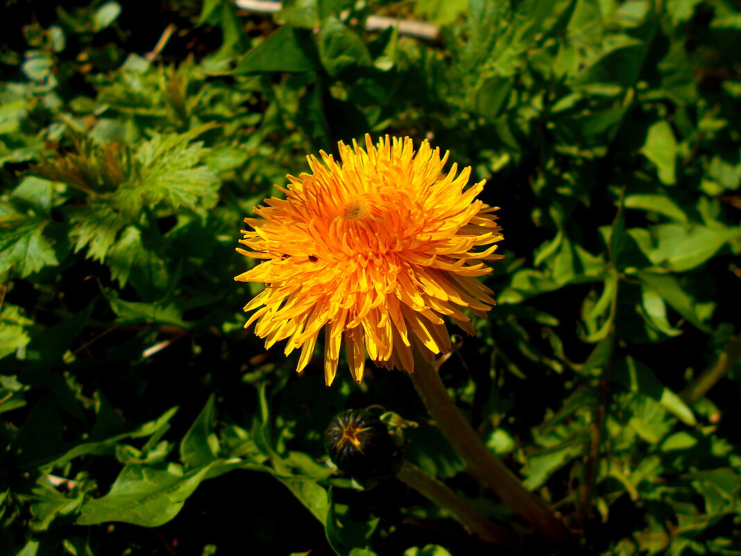 одуванчик - Игорь Чуев