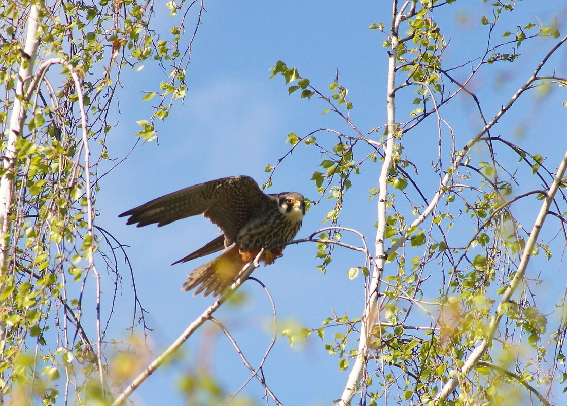 Чеглок! - Владилен Панченко