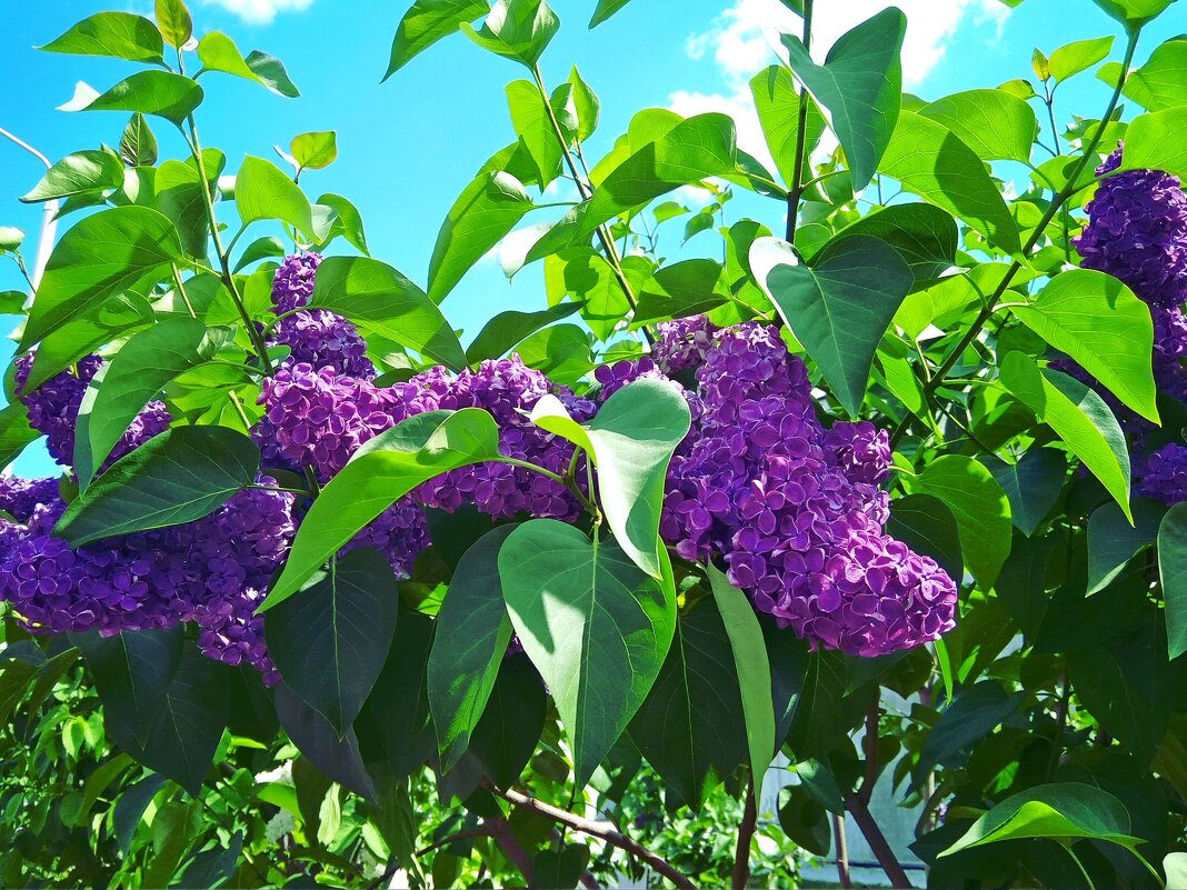 Грозди сирени - Елен@Ёлочка К.Е.Т. Грозди сирени - Елен@Ёлочка К.Е.Т.