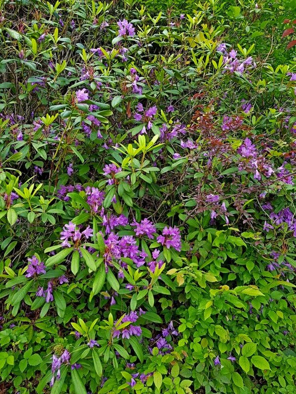 Рододендрон - Tata Wolf