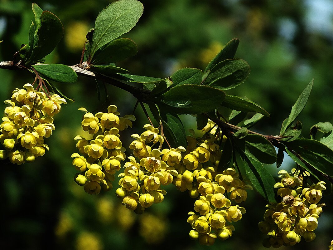 Барбарис в цвету - Зоя Мишина Барбарис в цвету - Зоя Мишина