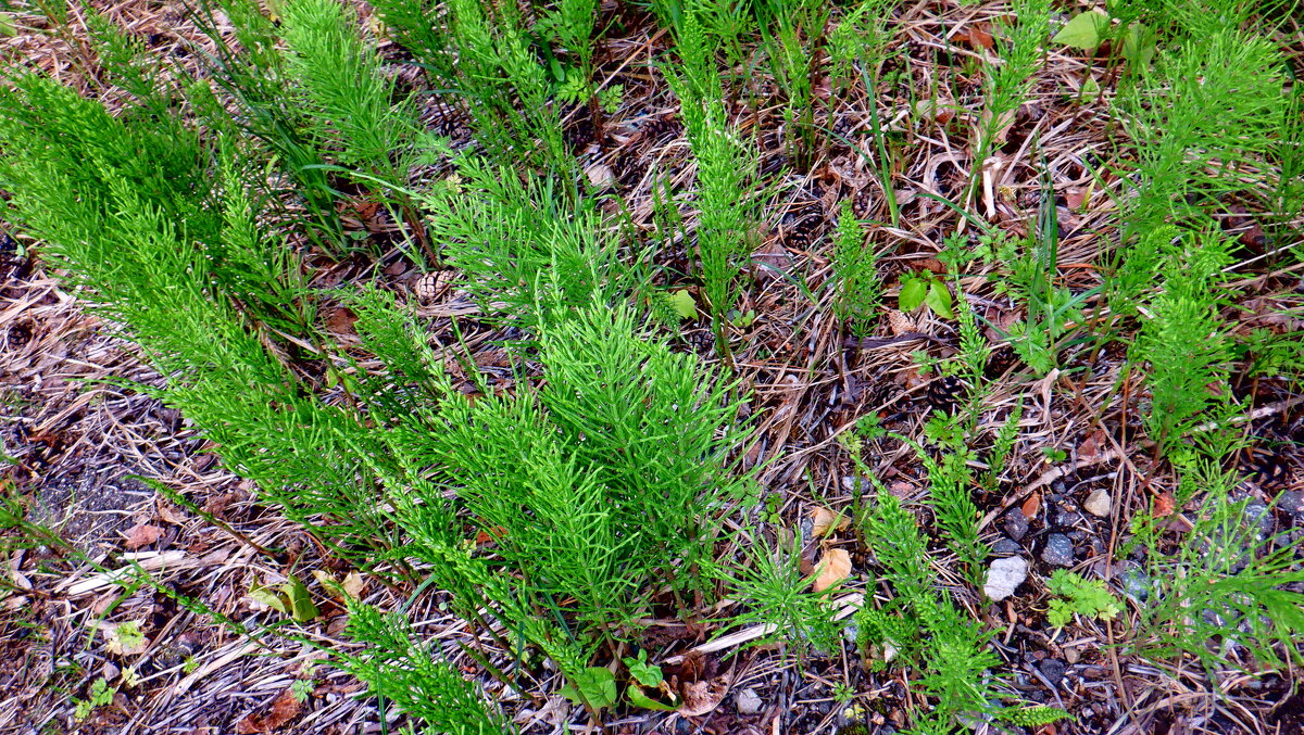 Хвощ - Михаил Хвощ - Михаил