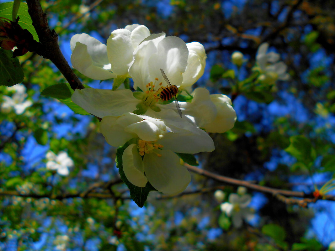 Яблоневый цвет - Игорь Чуев