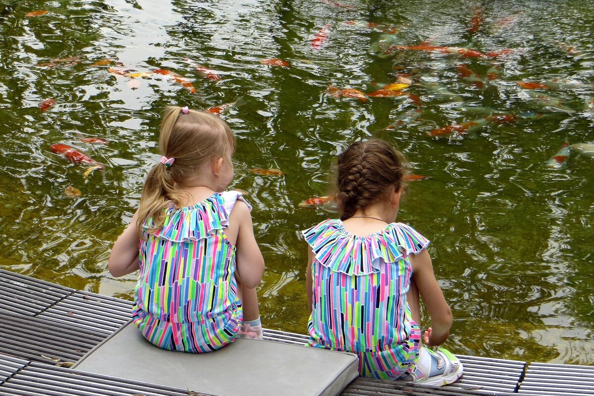 В тёплом пруду (вода с подогревом) живут декоративные карпы - Татьяна Смоляниченко В тёплом пруду (вода с подогревом) живут декоративные карпы - Татьяна Смоляниченко