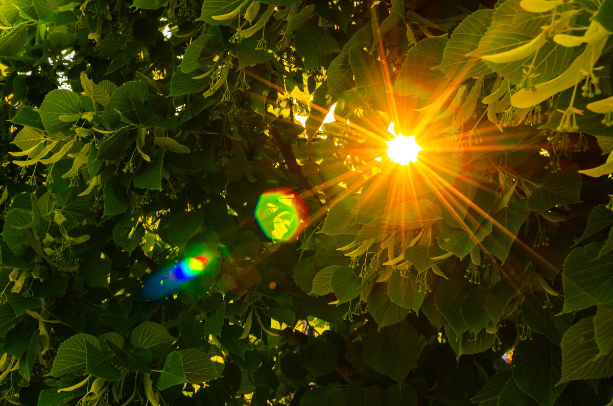 Summertime - Вадим Фотограф