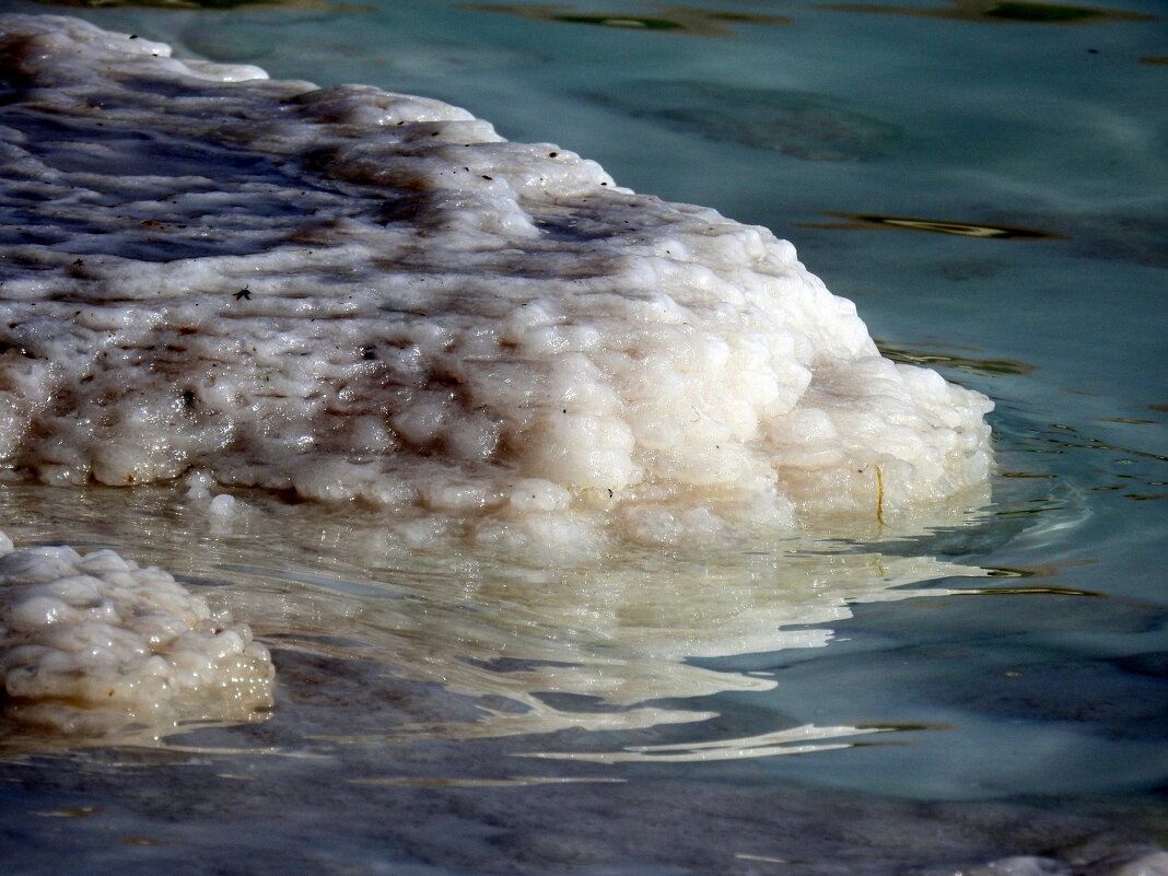 Скульптуры соленого моря - ласковый пес - Гала Скульптуры соленого моря - ласковый пес - Гала