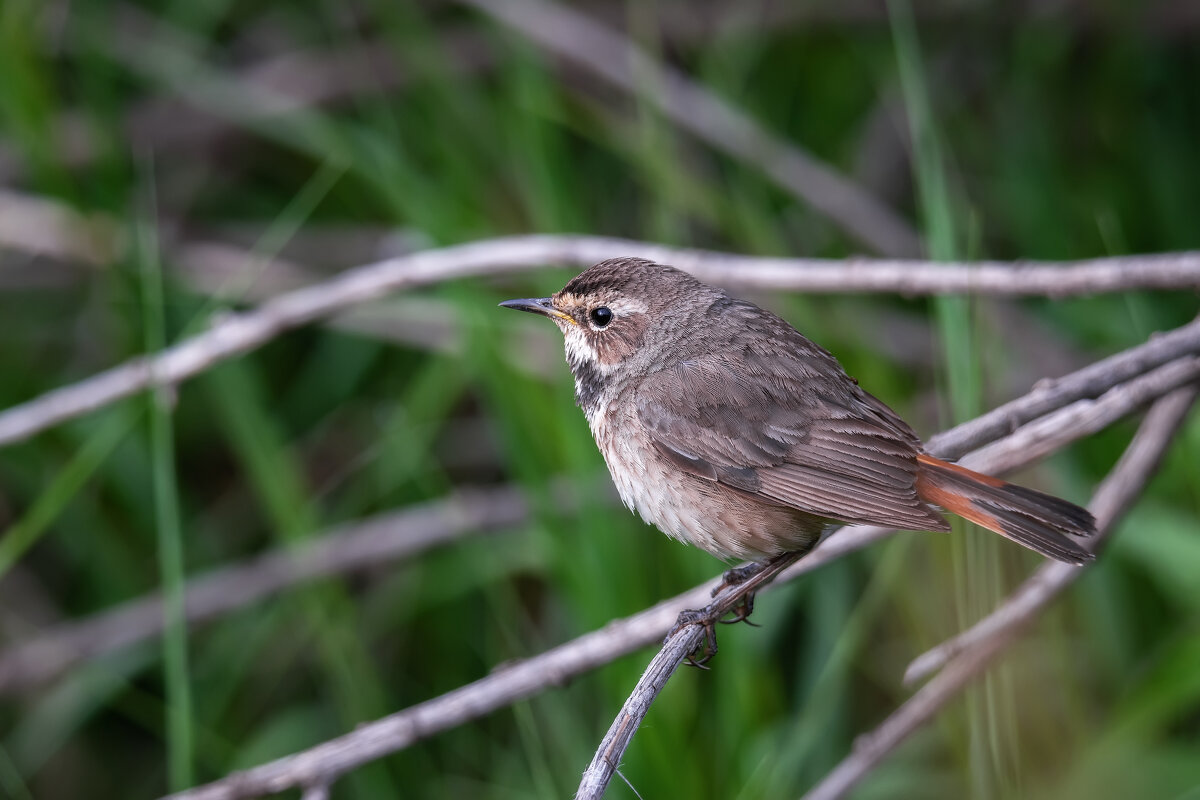 ВАРАКУШКА - Володька Завитушкин