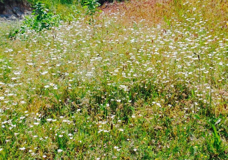 На приречном лугу - Александр Скамо На приречном лугу - Александр Скамо