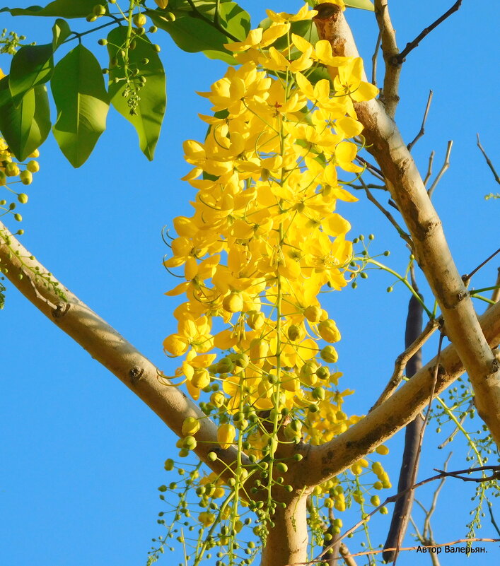 Глициния желтая. - Валерьян Запорожченко Глициния желтая. - Валерьян Запорожченко