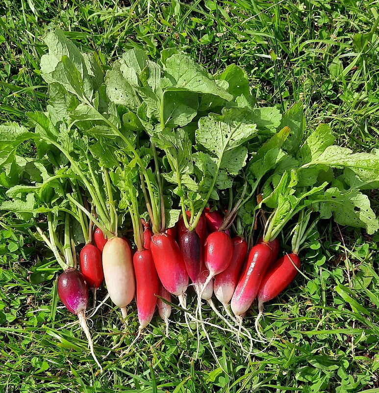 А вот вам и салатик... - Tatiana Markova