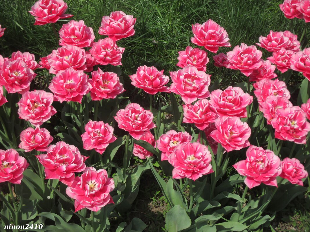 Весенняя клумба - Нина Бутко Весенняя клумба - Нина Бутко