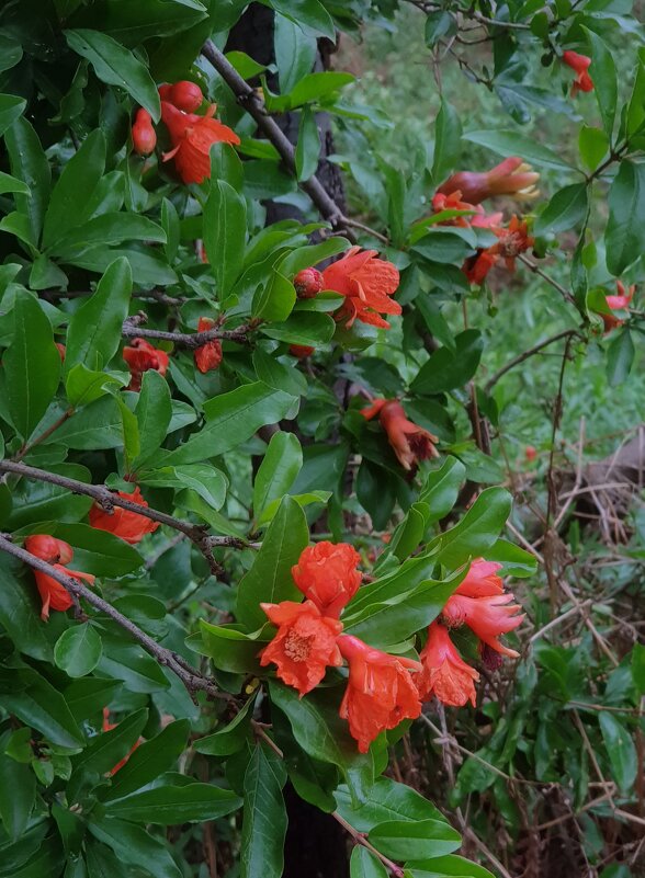 Цветет гранат - Наталья (D.Nat@lia) Цветет гранат - Наталья (D.Nat@lia)