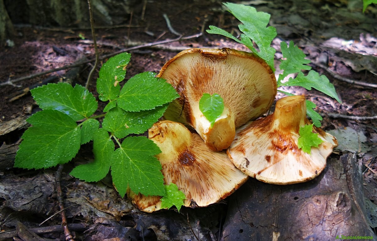 На вид грибочки неплохи, но не берём мы свинухи! :-) - Андрей Заломленков