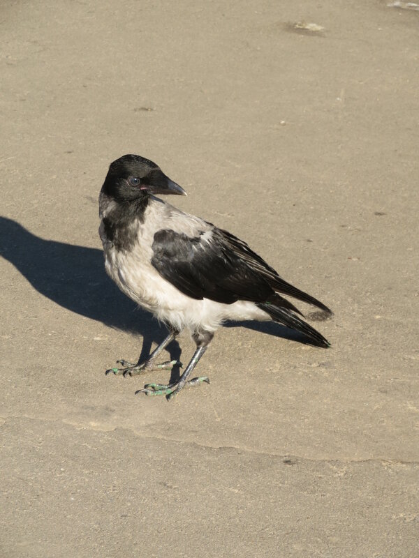Городской орёл. - Зинаида 