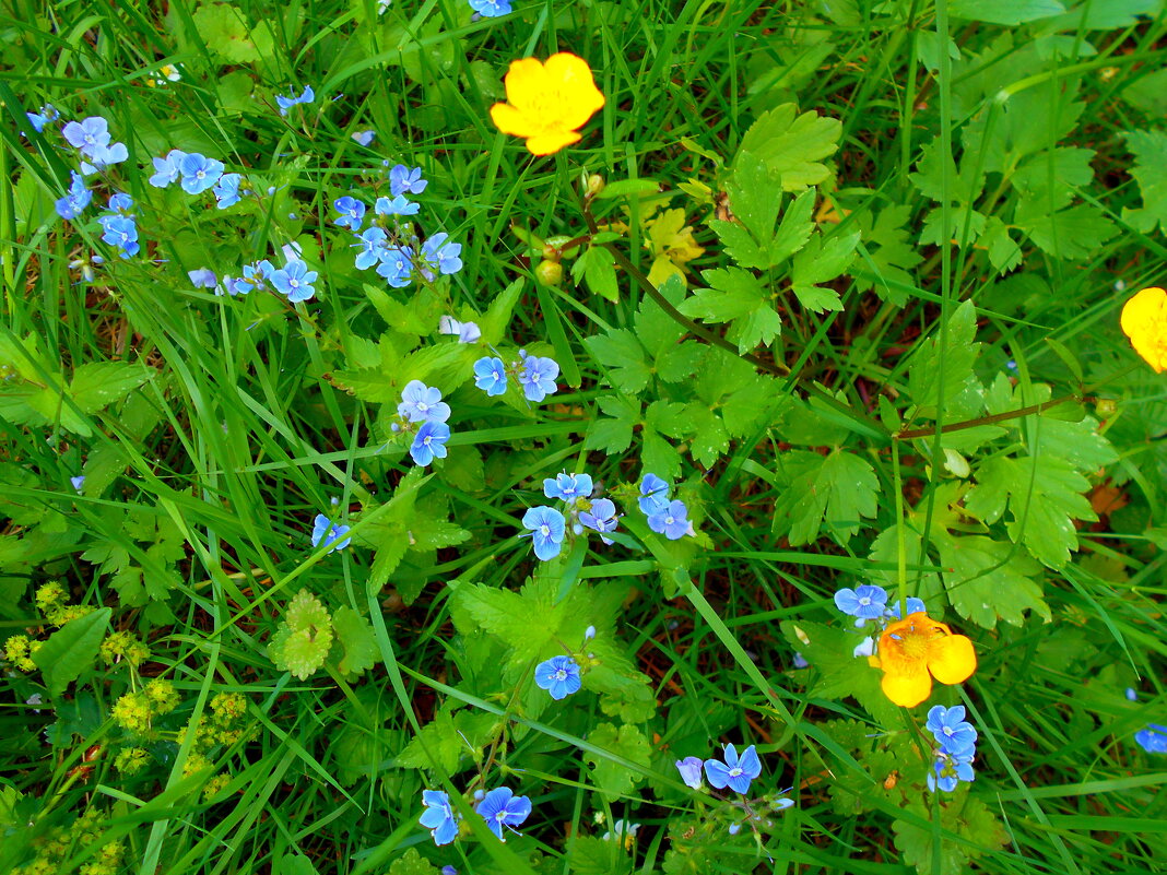 Вероника дубравная - Игорь Чуев Вероника дубравная - Игорь Чуев