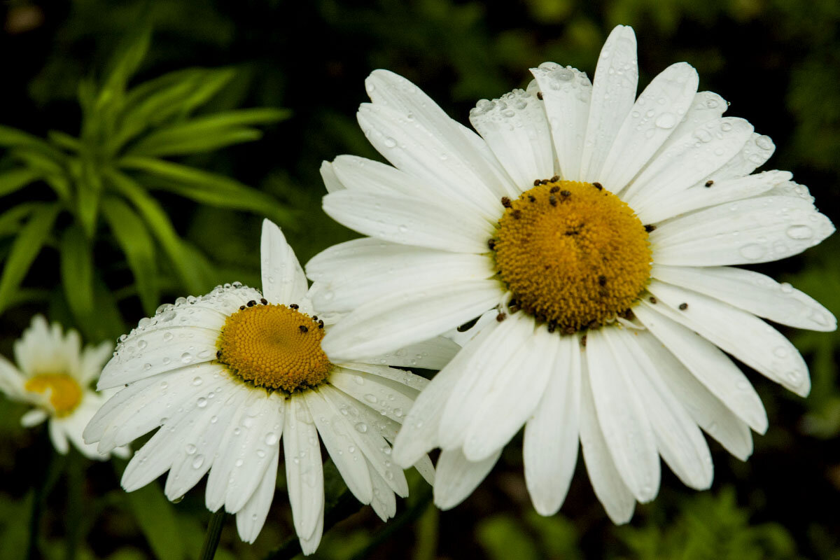 Ромашка.. - Николай Сидаш Ромашка.. - Николай Сидаш