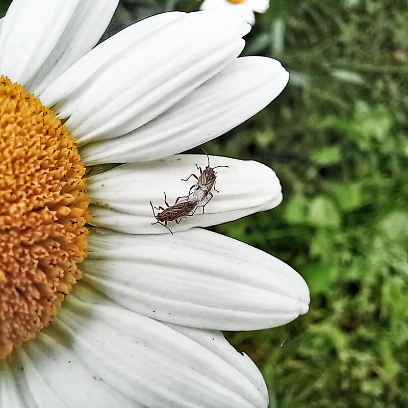 На ромашке... - Михаил Болдырев На ромашке... - Михаил Болдырев