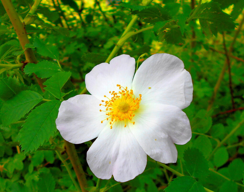 Шиповник - Игорь Чуев