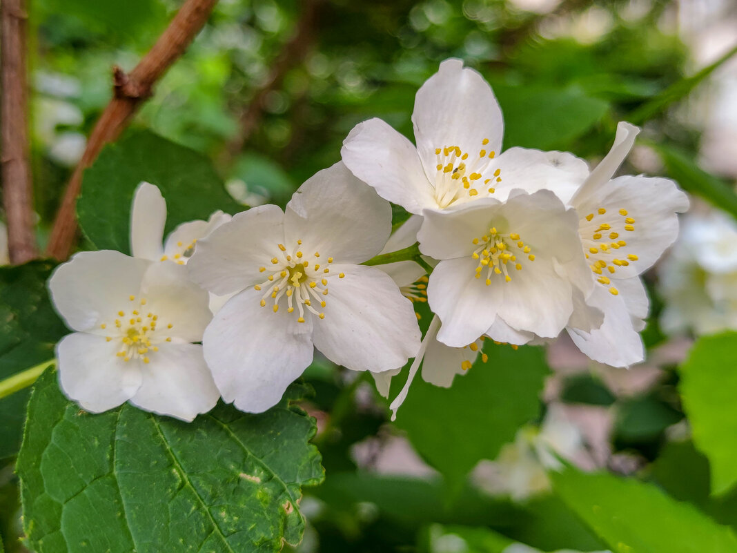 *** - жанна janna