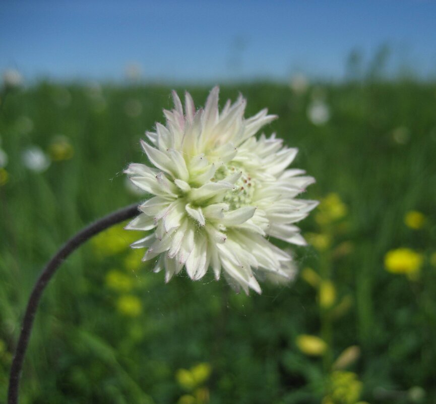 Не василек - Anna Ivanova Не василек - Anna Ivanova