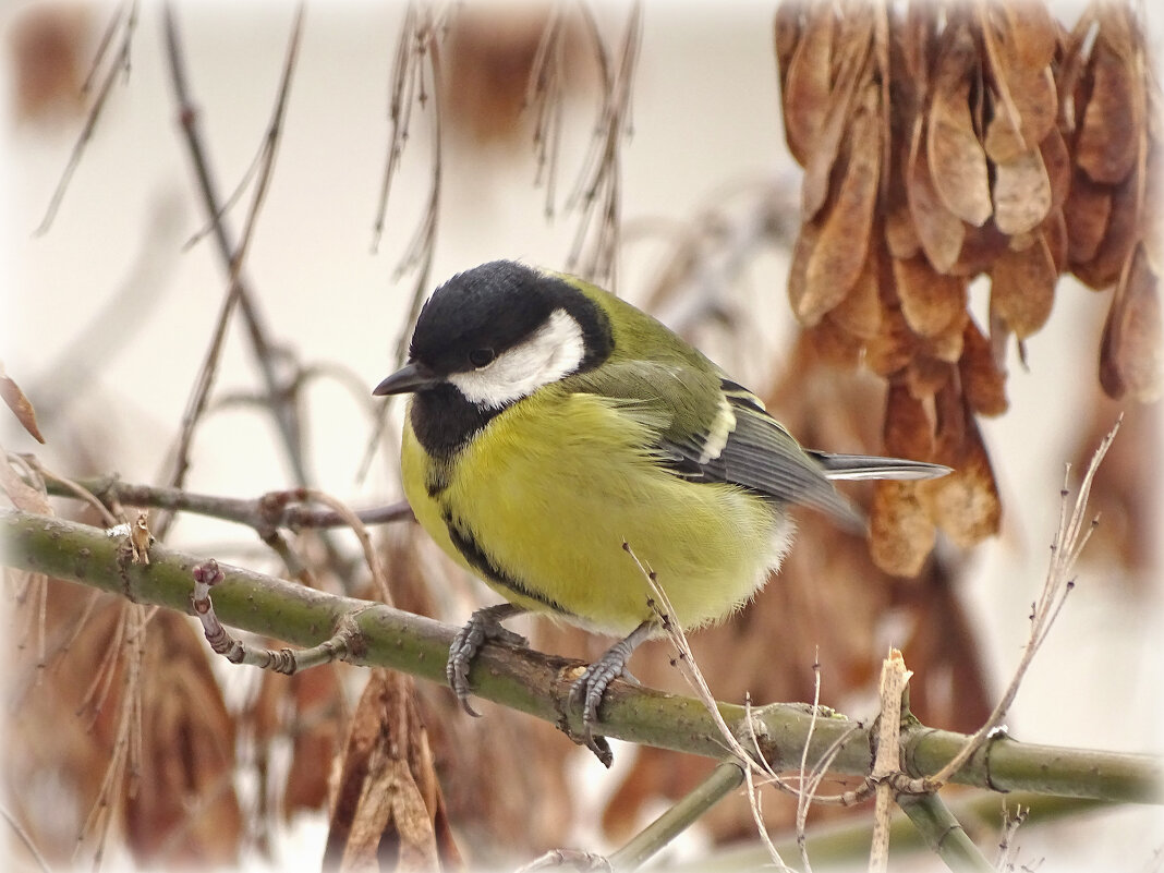 * - Елена Kазак (selena1965)