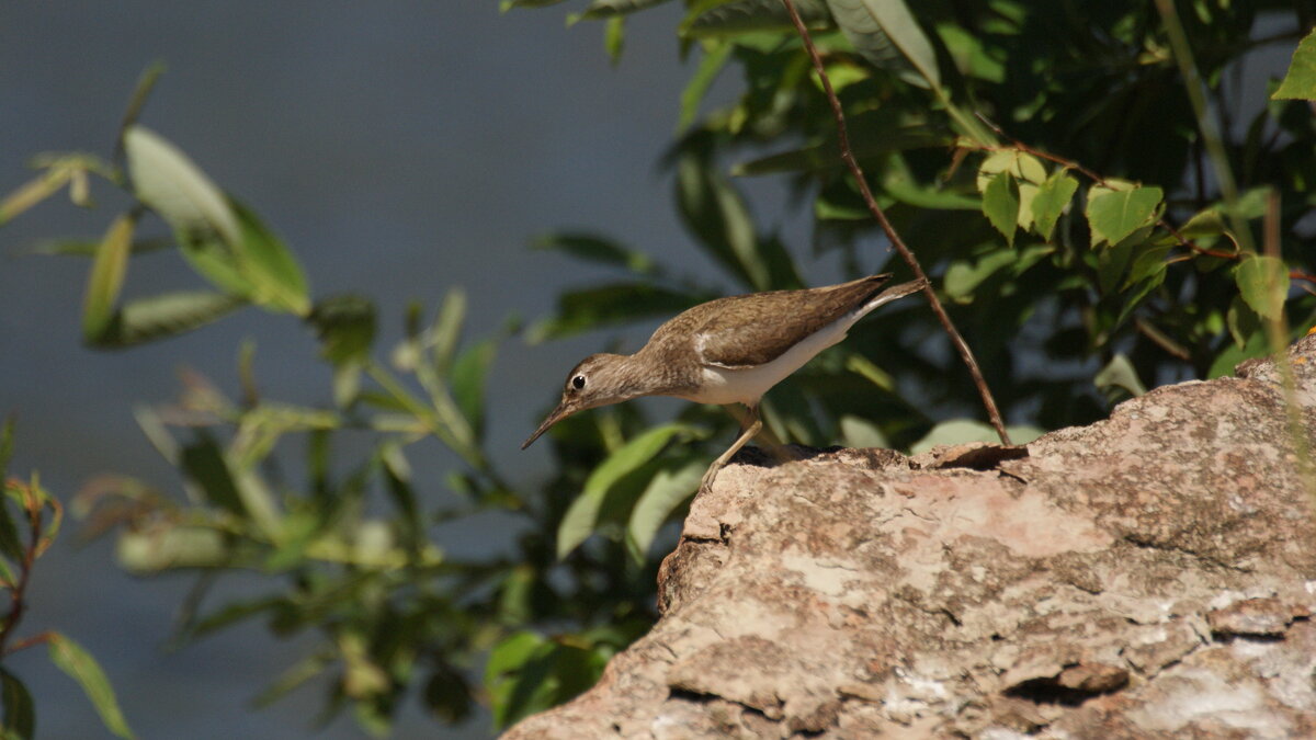 Кулик-перевозчик. Июль 2021. Земля Кингисеппская. - Михаил Жуковский