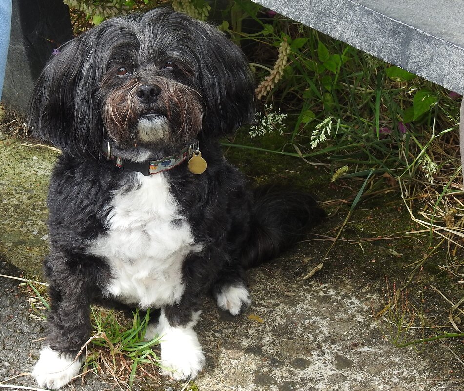 Очень дружелюбная собачка - Natalia Harries Очень дружелюбная собачка - Natalia Harries