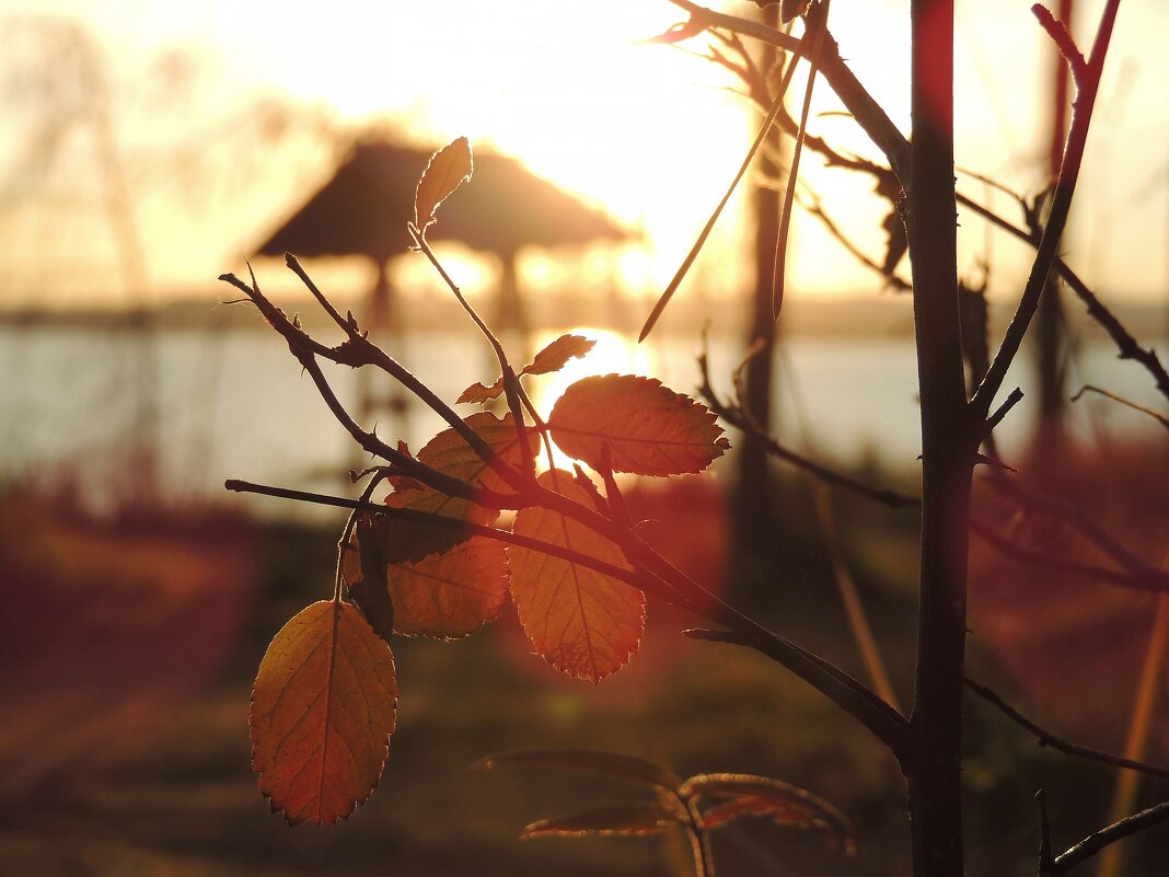 *** - Роман Трофимов