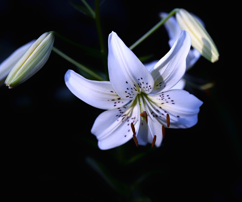 in white - Zinovi Seniak