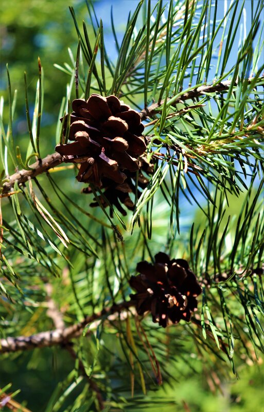 От жары раскрылись шишки... - Наталья Лунева 