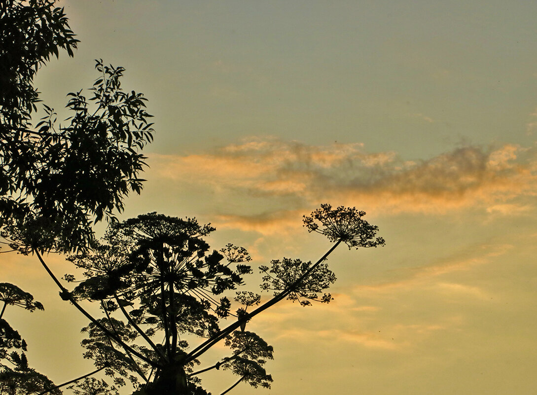 Борщевик в облаках - Светлана Борщевик в облаках - Светлана